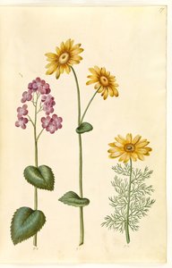 القمر السنوي (judaspenge) ؛ Doronicum pardalianches (hjertebladet gemserod) ؛ Vernal Adonis (vår-adonis) بواسطة ماريا سيبيلا ميريان
