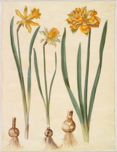 النرجس الكاذب (النرجس البري الكبير) ؛ Narcissus pseudonarcissus bicolor (نرجس ثنائي اللون) ؛ النرجس الكاذب بواسطة هانز سيمون هولتزبيكر