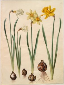 نرجس pseudonarcissus moschatus (المسك-النرجس) ؛ نرجس × نرجس (نرجس تبلومستريت) ؛ Narcissus pseudonarcissus major (stor påskelilje) بواسطة ماريا سيبيلا ميريان