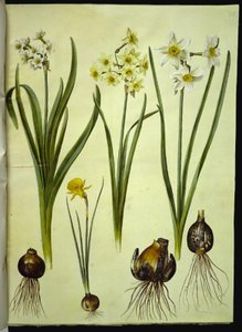 نرجس تازيتا (تازت) ؛ Narcissus × medioluteus (toblomstret narcis) ؛ نرجس بولبوكوديوم (كرينولين-نارسيس) بواسطة ماريا سيبيلا ميريان