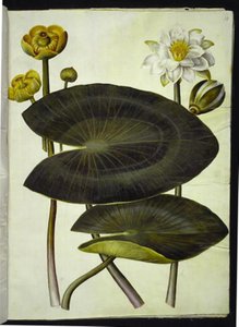 نوفار لوتيا (زنبق الماء الأصفر) ؛ Nymphaea alba (زنبق الماء الأبيض) بواسطة ماريا سيبيلا ميريان