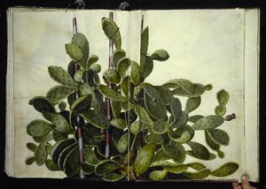 Opuntia ficus-indica أو Opuntia humifusa أو Opuntia monacantha (art af figenkaktus) بواسطة هانز سيمون هولتزبيكر