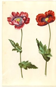 Papaver somniferum (خشخاش الأفيون) بواسطة ماريا سيبيلا ميريان