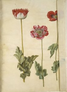 Papaver somniferum (خشخاش الأفيون) بواسطة ماريا سيبيلا ميريان