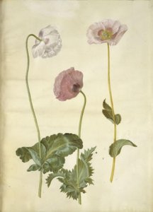 Papaver somniferum (خشخاش الأفيون) بواسطة ماريا سيبيلا ميريان