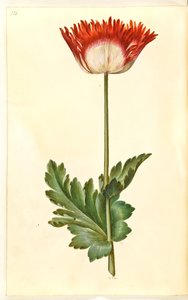 Papaver somniferum (خشخاش الأفيون) بواسطة ماريا سيبيلا ميريان