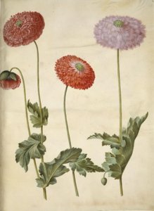 Papaver somniferum (خشخاش الأفيون) بواسطة ماريا سيبيلا ميريان