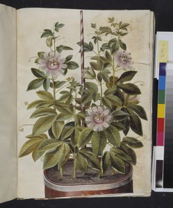 زهرة العاطفة (passionsblomst) بواسطة ماريا سيبيلا ميريان