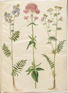 Polemonium caeruleum (سلم يعقوب المشترك) ؛ Centranthus ruber (بوغ أحمر حشيشة الهر) بواسطة هانز سيمون هولتزبيكر