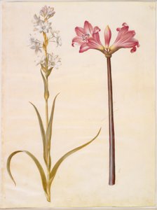 Polianthes tuberosa (درني) ؛ أمارلس نايشيد (بلادوناليلجي) بواسطة ماريا سيبيلا ميريان