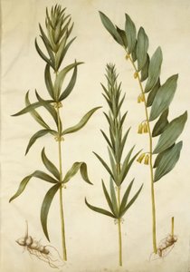 Polygonatum verticillatum (krans-konval) ؛ بوليغوناتوم مولتيفلوروم (مخزن كونفال) بواسطة ماريا سيبيلا ميريان