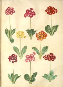Primula × pubescens (أذن الحديقة) بواسطة هانز سيمون هولتزبيكر