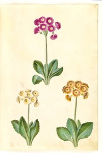 Primula × pubescens (أذن الحديقة) بواسطة ماريا سيبيلا ميريان