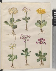 Primula × pubescens Wulfen (have-auricula) بواسطة ماريا سيبيلا ميريان