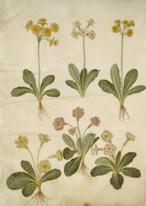 بريمولا فيريس (اللوبيا الهجينة ذات العنق المجوف) ؛ Primula vulgaris (هجين لوبيا كبيرة مزهرة) بواسطة هانز سيمون هولتزبيكر