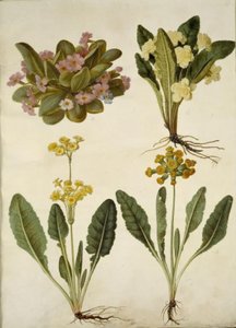 بريمولا فولغاريس (كرنفال كرنفال) ؛ Primula vulgaris (هجين من زهرة الربيع الكبيرة المزهرة) ؛ Primula veris (اللوبيا الهجينة ذات العنق المجوف) بواسطة ماريا سيبيلا ميريان