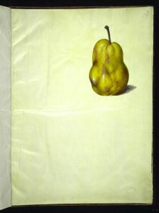 Pyrus communis (الكمثرى المشتركة) بواسطة هانز سيمون هولتزبيكر