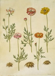 حوذان اسياتيكا (have-ranunkel) بواسطة ماريا سيبيلا ميريان