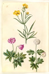 حوذان إليريكوس (السهوب رانكيل) ؛ شقائق النعمان (hvid anemone) بواسطة هانز سيمون هولتزبيكر