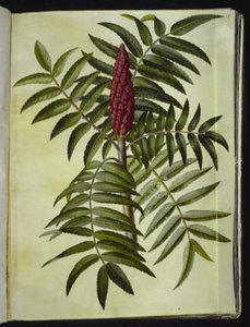 Rhus typhina (شجرة الأيل) بواسطة ماريا سيبيلا ميريان