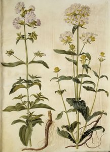 Saponaria officinalis (عشبة الصابون الشائعة) بواسطة هانز سيمون هولتزبيكر