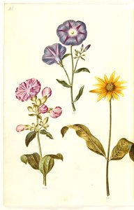 Saponaria officinalis (عشبة الصابون الشائعة) ؛ اللبلاب ثلاثية الألوان (تنورة البكر) ؛ Helianthus (؟) (أنواع عباد الشمس) بواسطة هانز سيمون هولتزبيكر