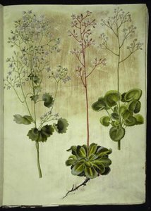 Saxifraga rotundifolia (حجري دائري الأوراق) ؛ مظلة Saxifraga (Shadow Saxifrage) ؛ Saxifraga geum (زهرة الخزف) بواسطة ماريا سيبيلا ميريان