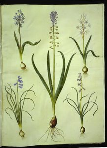سيلا بيفوليا (سيلا ذات ورقتين) ؛ مسكاري كوموسوم (الغسق صفير) ؛ Brimeura amethystina (صفير البرانس) بواسطة ماريا سيبيلا ميريان
