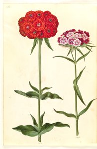 سيلين كالسيدونيكا (الحب المحترق) ؛ Dianthus barbatus (قرنفل الطالب) بواسطة هانز سيمون هولتزبيكر