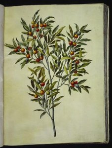 Solanum pseudocapsicum (شجرة القدس المرجانية) بواسطة هانز سيمون هولتزبيكر
