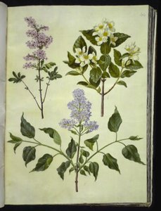سيرينجا × بيرسيكا (حميض فارسي) ؛ فيلادلفوس كوروناريوس (خشب الأنابيب العطري) ؛ Syringa vulgaris (حميض شائع) بواسطة ماريا سيبيلا ميريان