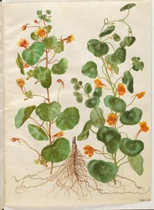 Tropaeolum ناقص (زهرة الرشاد الصغيرة) بواسطة ماريا سيبيلا ميريان