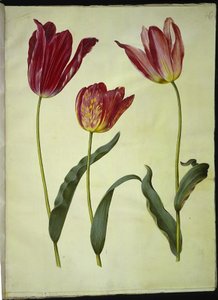 Tulipa gesneriana (have-tulipan) بواسطة ماريا سيبيلا ميريان