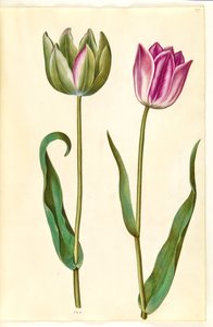 Tulipa gesneriana (have-tulipan)