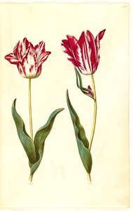 Tulipa gesneriana (have-tulipan) بواسطة هانز سيمون هولتزبيكر