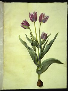 Tulipa gesneriana (have-tulipan) بواسطة هانز سيمون هولتزبيكر