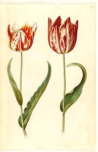 Tulipa gesneriana (have-tulipan) بواسطة ماريا سيبيلا ميريان