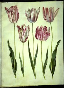 Tulipa gesneriana (have-tulipan) بواسطة ماريا سيبيلا ميريان