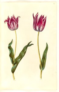 Tulipa gesneriana (have-tulipan) بواسطة ماريا سيبيلا ميريان