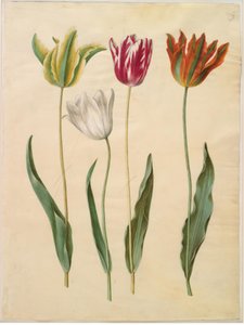 Tulipa gesneriana (have-tulipan) بواسطة هانز سيمون هولتزبيكر