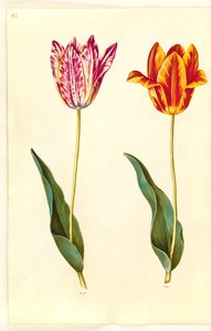Tulipa gesneriana (have-tulipan) بواسطة هانز سيمون هولتزبيكر