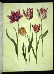 Tulipa gesneriana (have-tulipan) بواسطة هانز سيمون هولتزبيكر