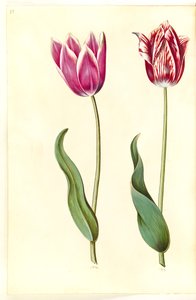 Tulipa gesneriana (have-tulipan) بواسطة هانز سيمون هولتزبيكر