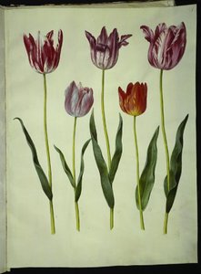 Tulipa gesneriana (have-tulipan) بواسطة ماريا سيبيلا ميريان