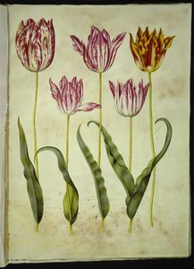 Tulipa gesneriana (have-tulipan) بواسطة هانز سيمون هولتزبيكر