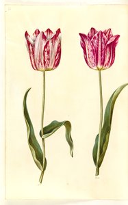 Tulipa gesneriana (have-tulipan) بواسطة هانز سيمون هولتزبيكر