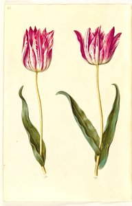 Tulipa gesneriana (have-tulipan) بواسطة ماريا سيبيلا ميريان