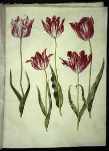 Tulipa gesneriana (have-tulipan) بواسطة هانز سيمون هولتزبيكر