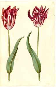 Tulipa gesneriana (have-tulipan) بواسطة هانز سيمون هولتزبيكر
