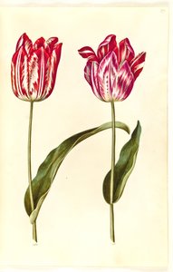 Tulipa gesneriana (have-tulipan) بواسطة ماريا سيبيلا ميريان